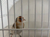 Siberian male goldfinch