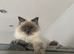 Ragdoll female