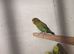 Black mutation budgies