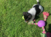 Miniature Jack Russell for sale.