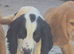 Cocker spaniel puppys