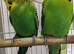 Budgies 2-Month 4 months -Old