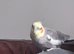 Cockateil male