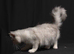 Chinchilla & BSH Mixbreed Kitten