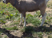 Toggenburg billy