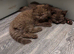 Cute kittens ready now
