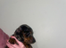 Doxiepoo puppues