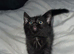 Black and grey cat