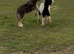 Mini blue and strawbury roan Blagdon cob