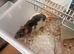 Beautiful baby rats