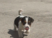 Traditional jack russell puppies.