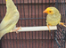 Starfinches