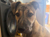 Staff cross terrier
