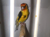 Goldfinch