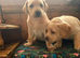 Kc labradors puppies