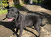 Adult - Kennel Club Registered Labrador Retriever Female