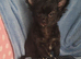 Last boy long coat chihuahua