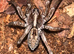 Spiderlings/ Juveniles
