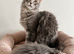 Ready now TICA Maine coon Girls
