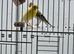 Young goldfinch mules