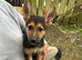 German Shepherd puppies
