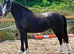 Sec C 7yr mare liver chestnut