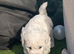 Adorable Bichon frise