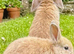 Mini lops