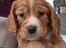 Beautiful working cocker spaniel puppies