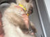 Seal point ragdoll last male kitten