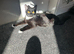 Super cute kittens