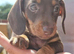Chocolate & tan miniature Dachshund girl