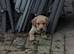 Yellow labrador pups