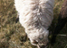 Shetland x ram lamb with beautiful fleece