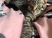 LAST MALE MAINE COON X KITTEN LEFT!
