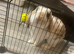 Male mini lop