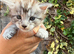 Maine coon