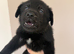 KC German shepherd puppies