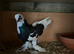 Pigeons for sale