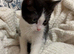 Ragdoll Mix Kittens (Ready Now)