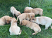 Labrador puppies