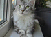 4 year old female Maine Coon spayed gccf