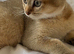 Scottish fold, golden shaded (ny11)