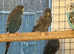 Black faced budgies