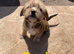 Jack Russell puppies