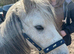 Registered welsh sec A rising 5 Gelding