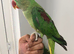 Beautiful hand tamed alexandrine & derbyan parrots for sale