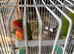 Cute lovebirds