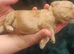 F2 Miniature Australian Labradoodle Puppies.