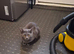 Grey Russian blue cat